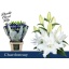 product/img.floraplaza.nl/128463-90-LIVE_fotos-0xEE72901D84E6591AAEEA5B39C7EBAA7B39EE710F.jpg