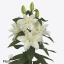 product/img.floraplaza.nl/128463-95-ART_fotos-VBN-vbn128463.jpg