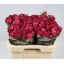 product/img.floraplaza.nl/128464-60-LIVE_fotos-0x9D9214F2CDCE2C3FB2E4AED4CAB7892C11B393FF.jpg