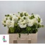 product/img.floraplaza.nl/128470-55-LIVE_fotos-0x536B349807B088BA71D1CD2013D4249CFE5A9DBA.jpg