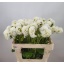 product/img.floraplaza.nl/128470-55-LIVE_fotos-0xC8CCF8C33FB8ED1B34EB2DF9A30F1DA8E44A9429.jpg