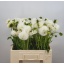 product/img.floraplaza.nl/128470-55-LIVE_fotos-0xDDCFE2DAA482AA002C3BEF9D0EF15F39BEB8DE7C.jpg