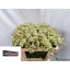 product/img.floraplaza.nl/128486-50-LIVE_fotos-0x4D4691B5A12E2108D3F497ECD4D52C643E63C8B7.jpg