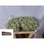 product/img.floraplaza.nl/128486-50-LIVE_fotos-0xF9812FA4ADD9DE44D9AE656E54EEC4D840237AAD.jpg