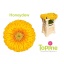 product/img.floraplaza.nl/128496-50-LIVE_fotos-0x2509A23DCAD8336BD43F1CD46C9A6DADC50A5E89.jpg