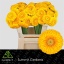 product/img.floraplaza.nl/128496-50-LIVE_fotos-0x9CB3E0D4827E6DFD61350E9AE7654328AF7F7C08.jpg