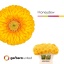 product/img.floraplaza.nl/128496-50-LIVE_fotos-0xB0FCD08C2177BEA4FE051CD5F0986C268C64E40C.jpg