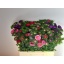 product/img.floraplaza.nl/1285-55-LIVE_fotos-0xD4A27FA1F6D4FBBC88B983B65918B6C42E64CB0D.jpg