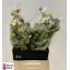 product/img.floraplaza.nl/12851-45-LIVE_fotos-0xB379CE50CA5158CD166D43021342F367CD7D1BFC.jpg