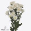 product/img.floraplaza.nl/128513-70-ART_fotos-VBN-vbn128513.jpg
