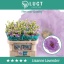 product/img.floraplaza.nl/128528-70-LIVE_fotos-0xB059390B92AE9C4AFC02544DEF5BBE5CDF31185A.jpg