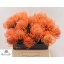 product/img.floraplaza.nl/128547-40-LIVE_fotos-0x2AC61BE7F47872E03F81A9B8D44D5DC3742F4BF9.jpg