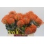 product/img.floraplaza.nl/128547-40-LIVE_fotos-0x76F3B09ECB1FF2E3FD3BE22355644069A0D70D9E.jpg
