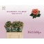product/img.floraplaza.nl/128549-50-LIVE_fotos-0x96A97E38D9BDBDE6DF5BAA380C6664505EEBAC2B.jpg