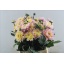 product/img.floraplaza.nl/128561-45-LIVE_fotos-0xC3B4E426D6D2089D94B8F4A329C68F012D3267A2.jpg