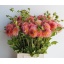 product/img.floraplaza.nl/128597-50-LIVE_fotos-0xB6983CB40C22FC227FBD47F0DA4059285B343C5B.jpg