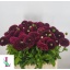 product/img.floraplaza.nl/128598-55-LIVE_fotos-0x252DF07DDA8C3AD3BE1FB2E3D98E25CEB9E14A53.jpg