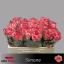 product/img.floraplaza.nl/128614-50-AFRI-LIVE_fotos-0xA3F43AD0DD40DFB0EF596EE82B637A322D8CE7DB.jpg