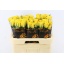 product/img.floraplaza.nl/128616-60-LIVE_fotos-0x120B167F1182B39C3C1E1CFA2B1440A2B7D32D3C.jpg