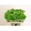 product/img.floraplaza.nl/128628-55-LIVE_fotos-0xBA5098CB59A4A04B78164AA436397FD102AC1DD6.jpg