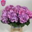 product/img.floraplaza.nl/128672-60-LIVE_fotos-0x63F6133C997393BBE26B0DCA3BCD6F55DEEBD8E2.jpg
