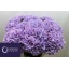 product/img.floraplaza.nl/128672-70-LIVE_fotos-0x0B3D559A3414902A00646AC3A06EDB2DE37B3F09.jpg
