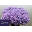 product/img.floraplaza.nl/128672-70-LIVE_fotos-0x142DD9933AFF630FEC647E7C29ABEC18009DA08A.jpg