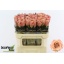 product/img.floraplaza.nl/128724-70-LIVE_fotos-0xACC20C329AE9DDC04E1B1B88D7B7D87DFBD688C5.jpg