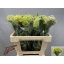 product/img.floraplaza.nl/128730-55-LIVE_fotos-0xA1ECF40C71D8057764DB452F3162B57981FE7BE9.jpg