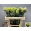 product/img.floraplaza.nl/128730-55-LIVE_fotos-0xB8A74F0DC2FFEF4504B4E694F274C1B81E076386.jpg