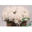 product/img.floraplaza.nl/128760-60-LIVE_fotos-0x93AE9D9C8101FDC0F326EAC9E06F03E15C9ADF48.jpg