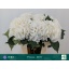 product/img.floraplaza.nl/128760-60-LIVE_fotos-0xF4C2CE8A6BCC8CF44D1BACA57F049733CED576A3.jpg