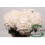 product/img.floraplaza.nl/128760-60-LIVE_fotos-0xF4CDA257E83EA446F49F516CA1D7E331ADF0CFDE.jpg