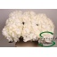 product/img.floraplaza.nl/128760-80-LIVE_fotos-0x161D61C8CDBFFE95ADF12AD0B0AB110830DB8A41.jpg