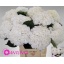 product/img.floraplaza.nl/128760-80-LIVE_fotos-0xB95724FE0268A44ABAE6F4F2FE44E76847E116DF.jpg