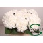 product/img.floraplaza.nl/128760-80-LIVE_fotos-0xF4189317053AB69DD1570BBD4F5C572A48A14D8B.jpg