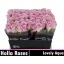 product/img.floraplaza.nl/128776-40-LIVE_fotos-0x3A9F1036BF68D6436B36C59E815D9FB6D5510CC0.jpg