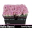 product/img.floraplaza.nl/128776-40-LIVE_fotos-0x7AD46FF1CB3BA4E967EDA738432BA40F1AA58885.jpg