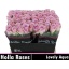 product/img.floraplaza.nl/128776-40-LIVE_fotos-0x805785CE0AC1D9D9B76315147E04030CC34AB36D.jpg