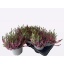 product/img.floraplaza.nl/128783-17-LIVE_fotos-0xD8897440A5A9262969F057A0157F62A6F06BD679.jpg
