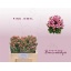 product/img.floraplaza.nl/128803-50-LIVE_fotos-0xF88B2421ECD333C748B33770C2A54D4ED30686DC.jpg
