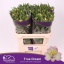 product/img.floraplaza.nl/128832-75-LIVE_fotos-0xBF61C07482732302185879D3DD06AAF3BC0C8C7B.jpg
