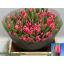 product/img.floraplaza.nl/128843-LIVE_fotos-0xDDF06C8248AEEA872F9A36B3993D4FB767ACCF95.jpg