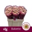 product/img.floraplaza.nl/128869-55-LIVE_fotos-0x36CD6D246618EA1599FBB8D0BBB8003F20E54A04.jpg