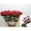 product/img.floraplaza.nl/128893-60-LIVE_fotos-0xC7BD4EA717F633DBE2B57C2D3F5AE3E1432B1BC0.jpg
