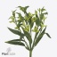 product/img.floraplaza.nl/128914-75-ART_fotos-VBN-vbn128914.jpg
