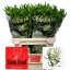 product/img.floraplaza.nl/128914-75-LIVE_fotos-0x2C5F78776602CF62BCDBA7EB081A6867FBF96DB8.jpg