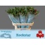 product/img.floraplaza.nl/128918-75-LIVE_fotos-0xF9B1C53B7F299E3D2A26030C5D59AD107D4E5824.jpg