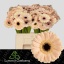 product/img.floraplaza.nl/128928-50-LIVE_fotos-0xAF94CCF4C4136DACFF22616A1A4F8CE2D7A7AA34.jpg