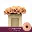 product/img.floraplaza.nl/128928-50-LIVE_fotos-0xCDD030CA525D143D71E2AD644BE7A433CF3EA1CD.jpg